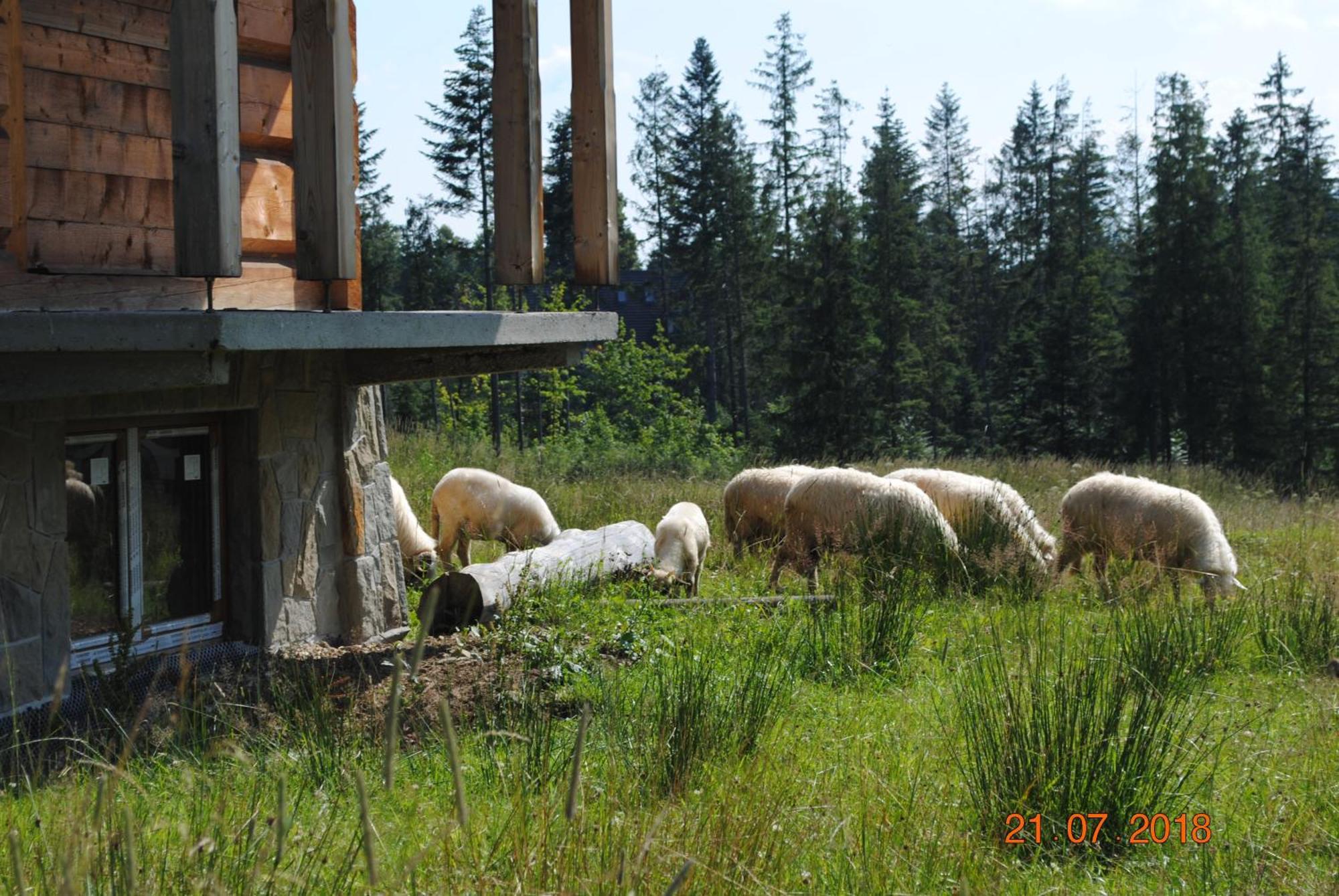 Widokowka Tatry Pokoje I Apartamenty Koscielisko Exterior photo